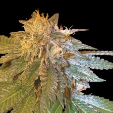 DNA Genetics LA Confidential feminized