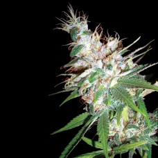 DNA Genetics LA Woman feminized