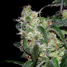 DNA Genetics LA Cannalope feminized