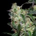 Семена DNA Genetics LA Cannalope feminized - цены, описание в интернет-магазине Dutch Seeds