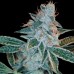 Семена DNA Genetics Lemon OG Kush feminized - цены, описание в интернет-магазине Dutch Seeds