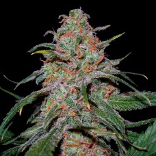 DNA Genetics Lemon Skunk feminized