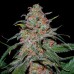 Семена DNA Genetics Lemon Skunk feminized - цены, описание в интернет-магазине Dutch Seeds