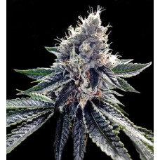 DNA Genetics Sour Kosher feminized