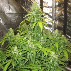 Doctor Choice Devotchka autofem