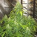 Семена Doctor Choice Devotchka autofem - цены, описание в интернет-магазине Dutch Seeds