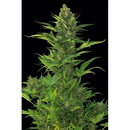 Семена Dinafem Amnesia XXL autofem 25 шт. - цены, описание в интернет-магазине Dutch Seeds