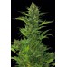 Семена Dinafem Amnesia XXL autofem 5 шт. - цены, описание в интернет-магазине Dutch Seeds