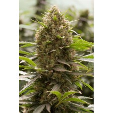 Dinafem Amnesia Kush feminized