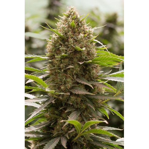 Семена Dinafem Amnesia Kush feminized - цены, описание в интернет-магазине Dutch Seeds