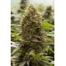 Семена Dinafem Amnesia Kush feminized - цены, описание в интернет-магазине Dutch Seeds