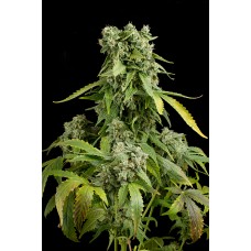 Dinafem Blue Cheese autofem