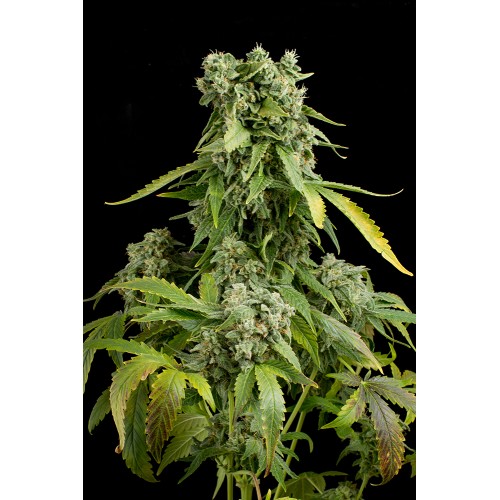 Семена Dinafem Blue Cheese autofem - цены, описание в интернет-магазине Dutch Seeds