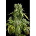 Семена Dinafem Blue Cheese autofem - цены, описание в интернет-магазине Dutch Seeds