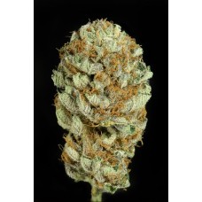 Dinafem Blue Kush feminized