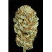 Семена Dinafem Blue Kush feminized - цены, описание в интернет-магазине Dutch Seeds