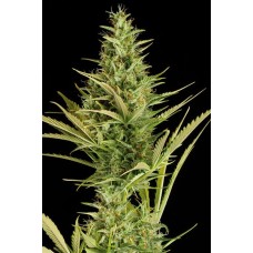 Dinafem Cheese XXL autofeminized