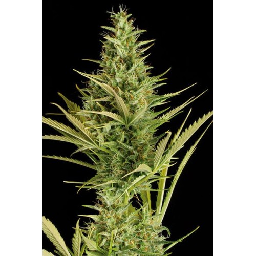 Семена Dinafem Cheese XXL autofeminized - цены, описание в интернет-магазине Dutch Seeds