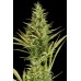 Семена Dinafem Cheese XXL autofeminized - цены, описание в интернет-магазине Dutch Seeds