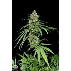 Dinafem Critical+ 2.0 feminized