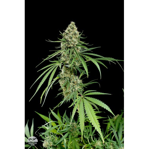 Семена Dinafem Critical+ 2.0 feminized 25 шт. - цены, описание в интернет-магазине Dutch Seeds