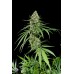 Семена Dinafem Critical+ 2.0 feminized 5 шт. - цены, описание в интернет-магазине Dutch Seeds