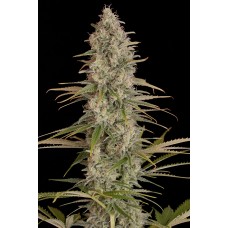 Dinafem Critical Jack feminized