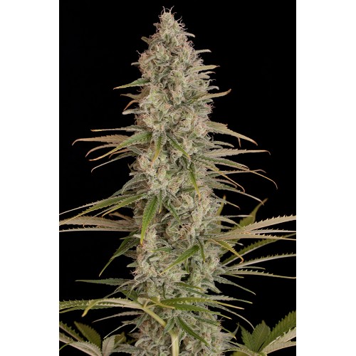 Семена Dinafem Critical Jack feminized - цены, описание в интернет-магазине Dutch Seeds