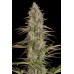 Семена Dinafem Critical Jack feminized - цены, описание в интернет-магазине Dutch Seeds