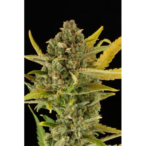 Семена Dinafem Critical Cheese autofem - цены, описание в интернет-магазине Dutch Seeds