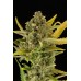 Семена Dinafem Critical Cheese autofem - цены, описание в интернет-магазине Dutch Seeds