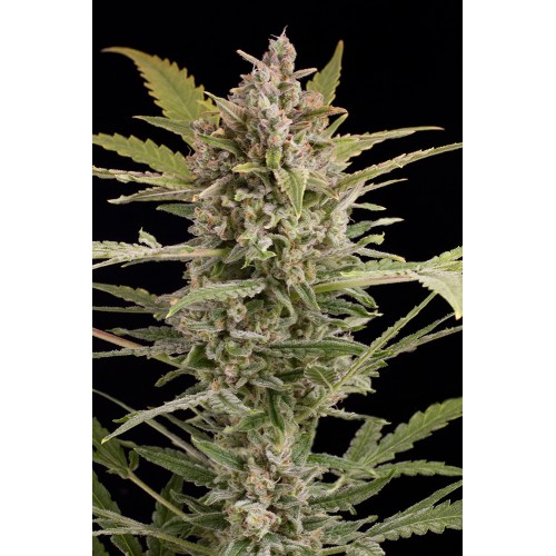 Семена Dinafem Critical+ 2.0 autofem 5 шт. - цены, описание в интернет-магазине Dutch Seeds