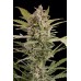 Семена Dinafem Critical+ 2.0 autofem 5 шт. - цены, описание в интернет-магазине Dutch Seeds