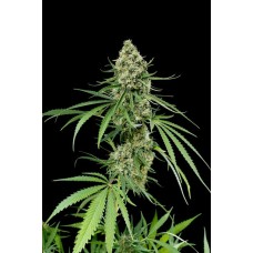 Dinafem Critical+ feminized