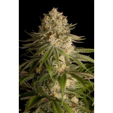 Dinafem Critical Kush feminized