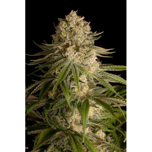 Семена Dinafem Critical Kush feminized - цены, описание в интернет-магазине Dutch Seeds