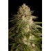 Семена Dinafem Critical Kush feminized - цены, описание в интернет-магазине Dutch Seeds