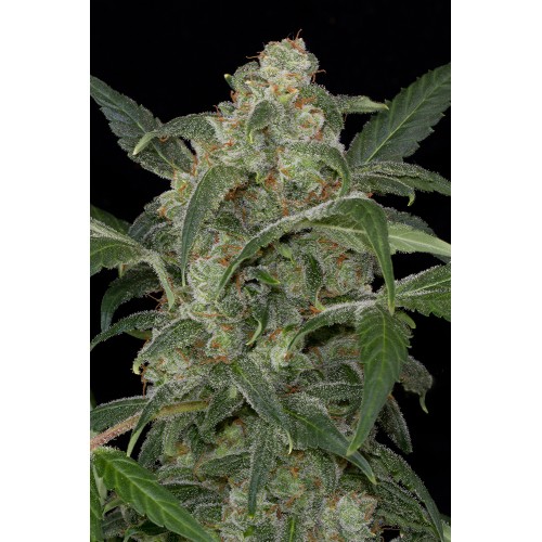 Семена Dinafem Haze 2.0 autofem - цены, описание в интернет-магазине Dutch Seeds