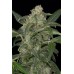 Семена Dinafem Haze 2.0 autofem - цены, описание в интернет-магазине Dutch Seeds