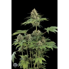 Dinafem Moby Dick feminized