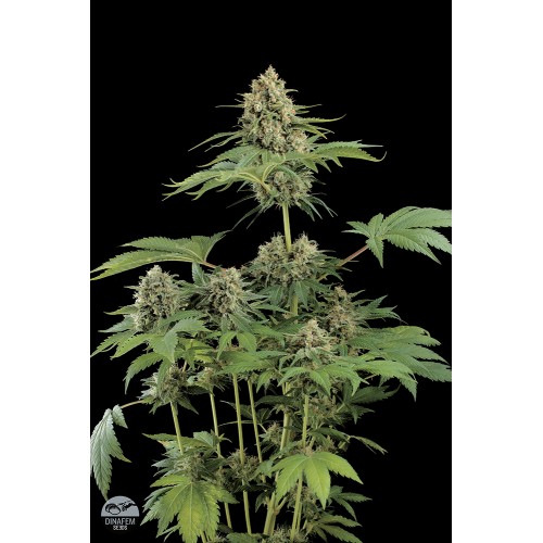 Семена Dinafem Moby Dick feminized 5 шт. - цены, описание в интернет-магазине Dutch Seeds