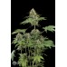 Семена Dinafem Moby Dick feminized 25 шт. - цены, описание в интернет-магазине Dutch Seeds