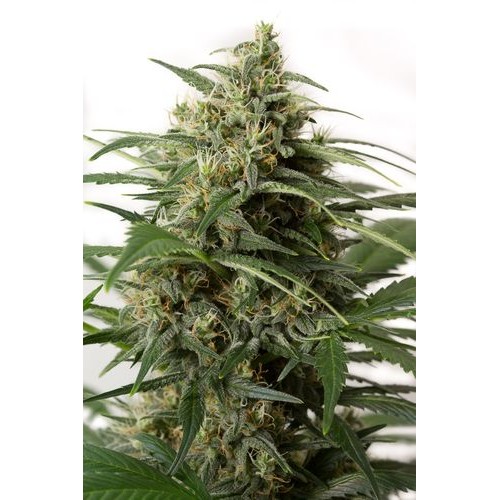 Семена Dinafem Moby Dick XXL autofem 25 шт. - цены, описание в интернет-магазине Dutch Seeds