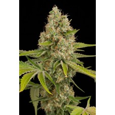 Dinafem OG Kush feminized