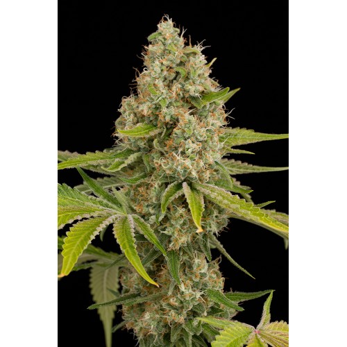 Семена Dinafem OG Kush feminized 5 шт. - цены, описание в интернет-магазине Dutch Seeds