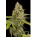 Семена Dinafem OG Kush feminized 25 шт. - цены, описание в интернет-магазине Dutch Seeds