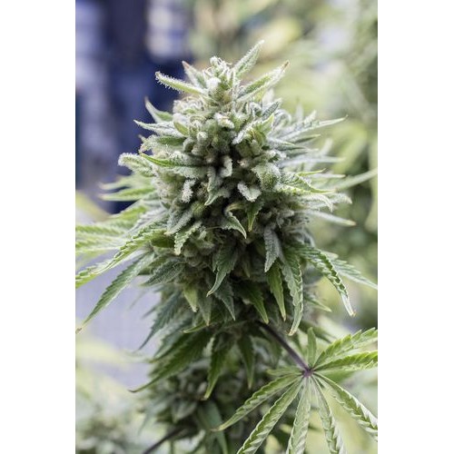 Семена Dinafem OG Kush Auto autofem - цены, описание в интернет-магазине Dutch Seeds