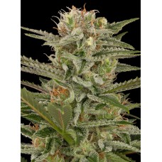 Dinafem Original Amnesia feminized