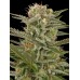 Семена Dinafem Original Amnesia feminized - цены, описание в интернет-магазине Dutch Seeds