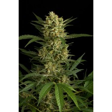 Dinafem Original Amnesia autofem